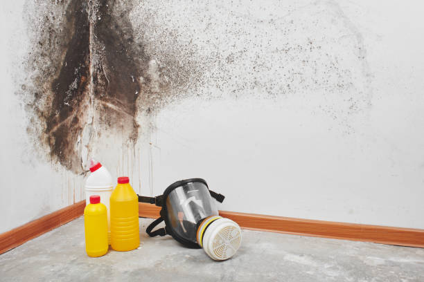 Best Mold Remediation Services  in Toledo, IL