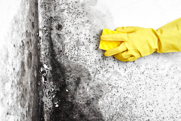 Best Mold Testing  in Toledo, IL