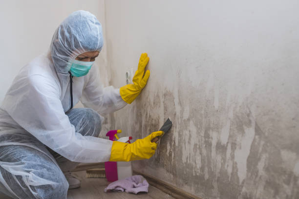 Reliable Toledo, IL Mold Removal Solutions