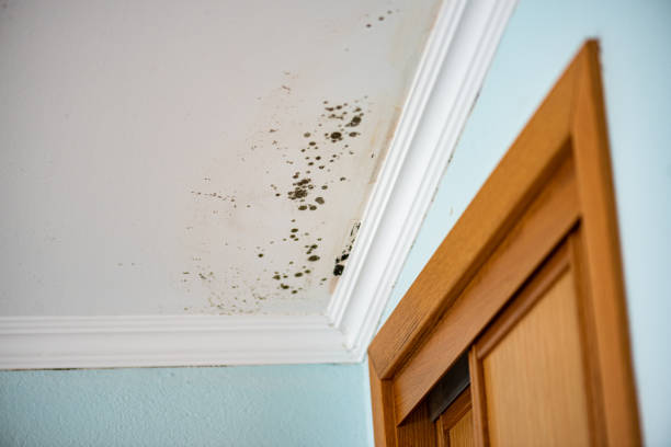 Best Affordable Mold Removal  in Toledo, IL