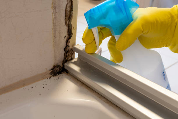 Best Commercial Mold Removal  in Toledo, IL