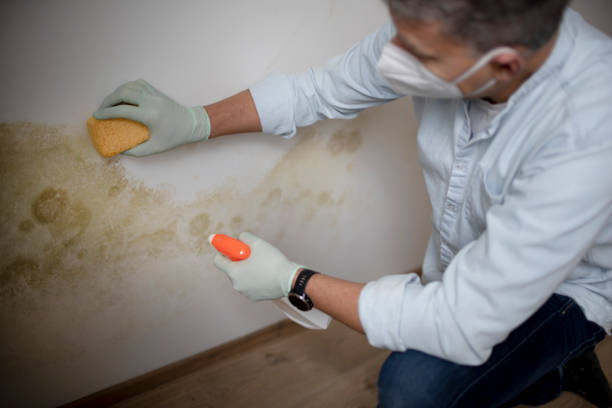 Best Mold Inspection  in Toledo, IL
