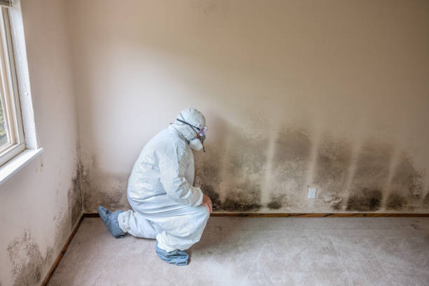 Best Mold Cleaning Services  in Toledo, IL