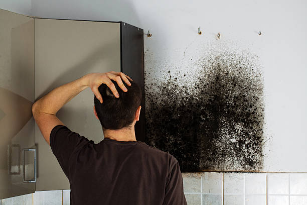 Best Mold Removal and Inspection  in Toledo, IL