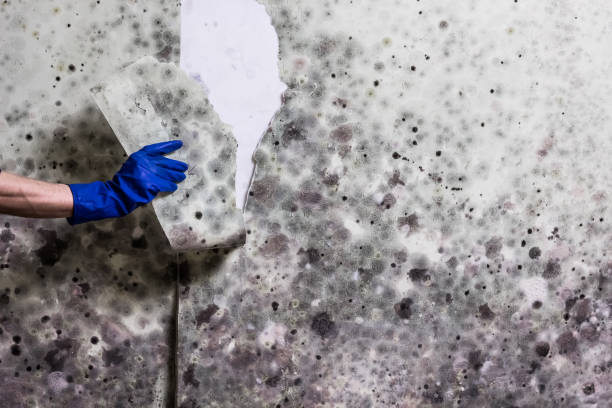 Best Professional Mold Removal  in Toledo, IL