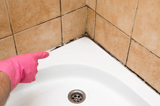 Attic Mold Removal in Toledo, IL