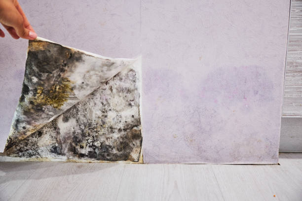  Toledo, IL Mold Removal Pros